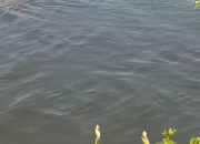 Warga Sungonlegowo Gresik Digegerkan Penampakan Buaya Saat Memancing, Malamnya Ular Piton Masuk Permukiman