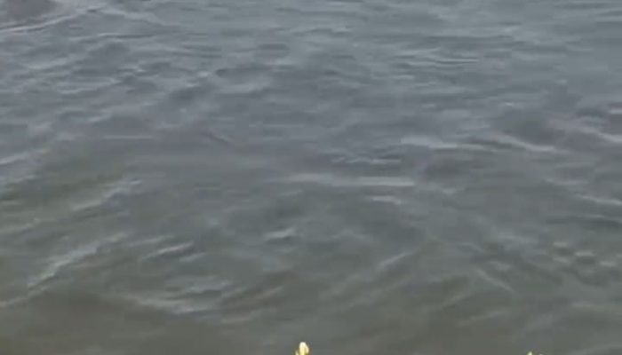 Warga Sungonlegowo Gresik Digegerkan Penampakan Buaya Saat Memancing, Malamnya Ular Piton Masuk Permukiman