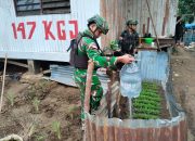 Tingkatkan Kesejahteraan Mandiri, Prajurit Pos Moyeba Satgas Yonif 147/KGJ Gelar Kegiatan Hanpangan Pos